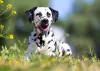 O cachorro Dálmata é um ótimo companheiro, sempre muito carinhoso e ligado à família