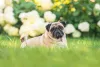O cachorro Pug precisa de cuidados com várias regiões do corpo