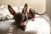 Pinscher preto deitado tomando sol