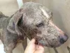 Dermatite úmida: seu cãozinho precisa receber tratamento para garantir o controle da doença