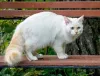 O Turkish Van pode vir acompanhado de manchas na região da cabeça e da cauda