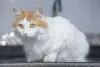 O gato Van Turco é dócil e calminho, sendo um ótimo amigo para se ter por perto
