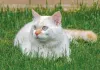 Os gatos da raça Van Turco adoram brincar e passar um tempo ao ar livre (principalmente se tiver água por perto)