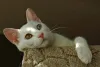 Embora seja carinhoso, o Turkish Van também gosta de um cantinho só para ele às vezes