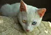 O Turkish Van pode ter heterocromia, isto é, ter cada olho com uma cor diferente