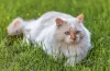 Bem peludinho, o gato Van Turco precisa ser escovado regularmente