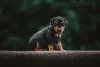 Filhote de Pinscher preto sentado