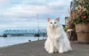 O Turco Van é um gato de porte médio que se adapta facilmente a qualquer ambiente