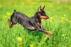 Pinscher preto pulando em campo florido