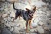 Pinscher tigrado de pé