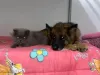 A Coca (cachorra) e o Miguel (gato) já estão prontinhos para a hora da soneca, e vocês?