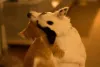 Uma amizade para toda a vida! Essa é a Dora (cachorra) e o Gatinho (sim, é esse o nome mesmo)!