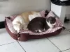 A Julie (cachorra) e o Billy (gato) têm até uma caminha em conjunto!