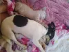 Essa é a Lua (cachorra) e o Tom (gato) botando o soninho em dia bem juntinhos!