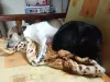 A Marrie (cachorra) e a Maria (gata) têm os nomes parecidos e são super amiguinhas!