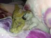 Olha a Sherekinha (cachorra) e o Nagato (gato) tirando um cochilinho!