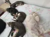 A Stella (cachorra) tem vários amigos felinos para acompanhar a soneca da tarde!