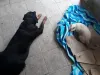 Essa é a Zayra (cachorra) e o Ozzy (gato) prontinhos para descansar!