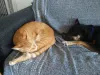O Petit (gato) e o Bartô (cachorro) até se esquecem das desavenças na hora do cochilo
