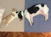 Haja coração para essa fofura do Bruce (cachorro) e o Gatinho juntos!