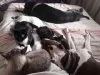 Muito amor! A Luna e o Pistão (cães) se dão super bem com seus amiguinhos felinos