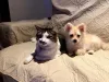 A gente quer se preparar para dormir