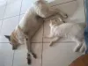 A Mel (cachorra) e o Olaf (gato) não estão nem aí para nada, só querem mimir!