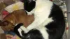 Mais uma conchinha pra lá de fofa: essa é a Nina (cachorra) e o Rony (gato)