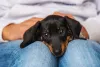 O cachorro salsicha pode ser muito amável e protetor, mas precisa de limites