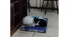 A Babi (cachorra) e a Pretinha (gata) doidas para tirarem um cochilinho!