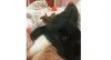 A Gaia (cachorra) até usa a Paçoca (gata) de travesseiro às vezes. Pode isso?
