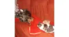 Muito amor envolvido! A Pequena e a Paçoca (cachorras) vivem em harmonia com a Polaca e a Chicletinho (gatas)