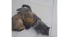 O Iron (cachorro) gosta de ficar pertinho da Juliana (gata) para dormir
