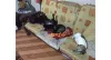 A gatinha Catharina que tem duas grandes amigas caninas