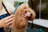 Tosa para Poodle: o corte Kennel é bastante tradicional na raça