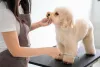 Tosa bebê: Poodle fica com a pelagem bem baixa com esse corte, lembrando um filhote