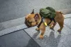 A mochila para cachorro alia fofura e praticidade, mas atenção com o peso. O acessório precisa ficar confortável!