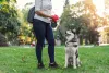 Tenha sempre um cata caca em mãos para recolher as necessidades do seu cachorro na rua. Seja um tutor responsável!