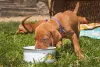 Depois de passar pelo desmame, o cachorro com 45 dias pode comer ração seca ou úmida