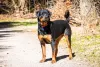 Rottweiler Alemão e Americano: o tamanho é a principal diferença entre os tipos da raça