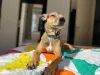 Castração de cachorro: depois de um tempo, o Sereninho teve um granuloma de corpo estranho