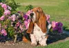 Basset Hound perto de flores rosas