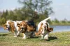 Dois Basset Hound correndo ao ar livre