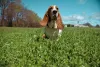 Basset Hound com céu azul de fundo