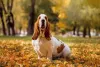 Basset Hound em parque sentado em cima de folhas secas