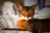 O gato Abissínio é sociável e adora interagir com seus humanos e outros animais