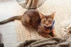 Abissínio: gato dessa raça é um verdadeiro companheiro para todas as horas (e todos os carinhos)