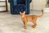 Abissínio: gato da raça é muito ativo e adora brincar