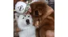 Pai de cachorro também é pai! Olha o Douglas com seus dois filhos, Haku (esquerda) e Aslan (direita)