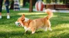 O Welsh Corgi Cardigan é o mais raro dos tipos